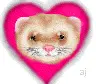 weasel heart