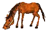 horse eating