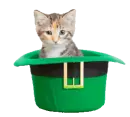 cat in the hat