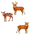 deers