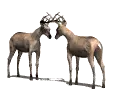 bucks fighting