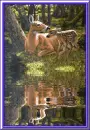 deer and water