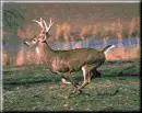 deer photos