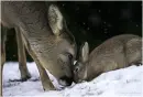 deer and a rabbit
