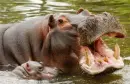 hippopotamus and baby photos