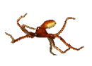 octopus spinning