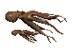  octopus couple
