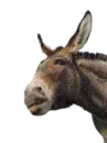 mule