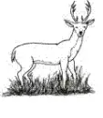 drawings of deers