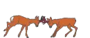 deers fighting