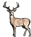 deer