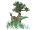 2 deers