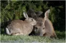 rabbit and deer