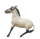 mule