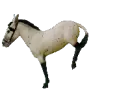 mule kicking