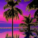 palm trees