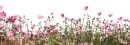 wild flowers
