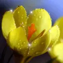 Yellow flower