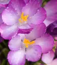 Crocus