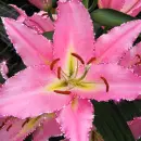 Lily