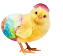 cute little chick