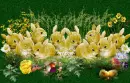 cute bunnies in the grass