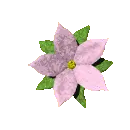 pink flower