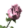 pink rose