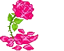 pink rose