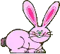 bunny