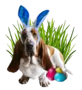 Basset Hound