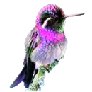 hummingbird