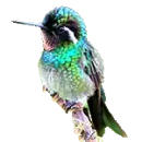 hummingbird