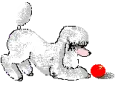 poodle playing