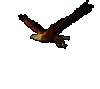 bird flying
