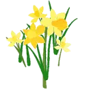 Daffodils