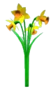 Daffodils