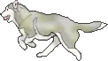 husky