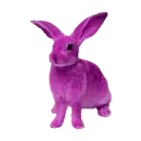 bunny rabbit