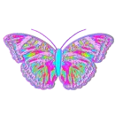 butterfly