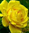 yellow rose
