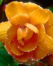 orange flower