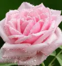 pink rose