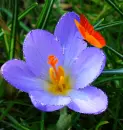 purple flower