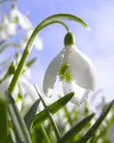white flower