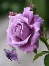 purple rose