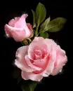 pink roses