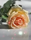 orange rose
