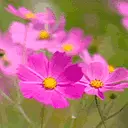 pink flower