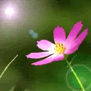 pink flower